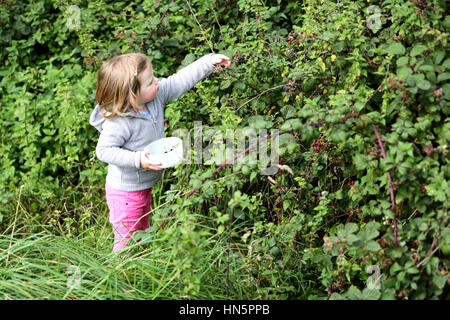 A young girl picking ripe wild blackberrys from brambles in a hedgerow in the english counryside Stock Photo