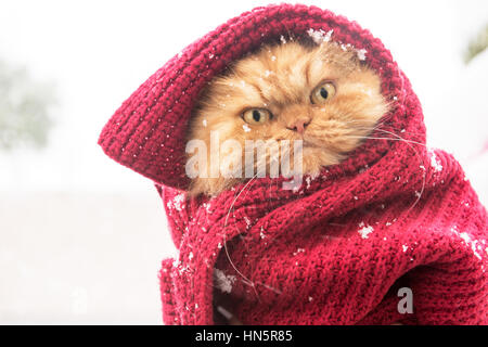 Stoppp snowing!!! Stock Photo
