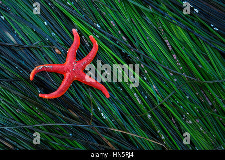 A Pacific Blood Star (Henricia leviuscula) along the Oregon coast. Stock Photo