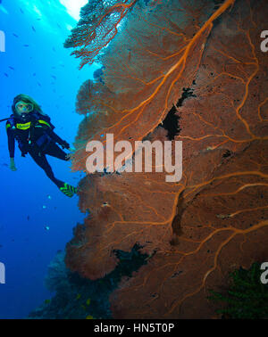 Diver and large gorgonian, Solomon Islands Stock Photo