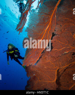 Diver and large gorgonian, Solomon Islands Stock Photo