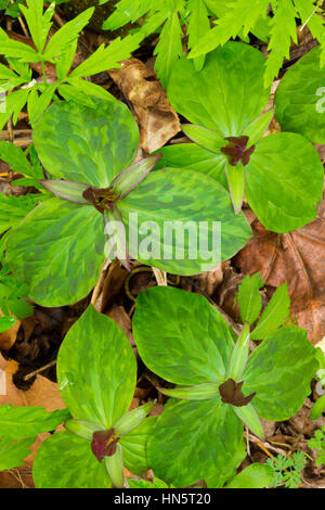 Toadshade Trillium (Trillium Sessile) Stock Photo