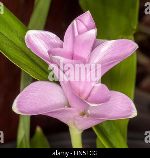 Stunning pink flower of Curcuma 'Pink Pearl' - an ornamental ginger, with white tips on petals and with background of bright green leaves Stock Photo