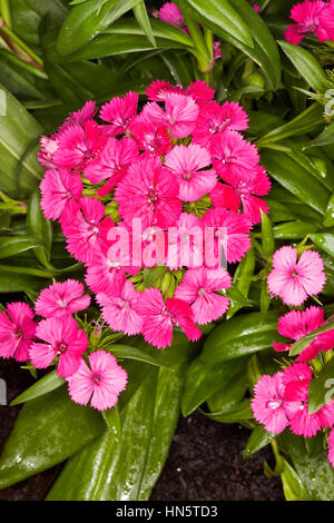 Large cluster of deep pink / red perfumed flowers of Dianthus barbatus 'Jolt' on background of emerald green foliage Stock Photo