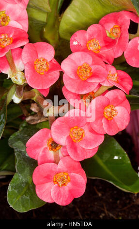 Cluster of deep pink/red flowers of spiny drought tolerant succulent plant Crown of Thorns Euphorbia millii 'Lipstick' on bckgrnd of dark green leaves Stock Photo