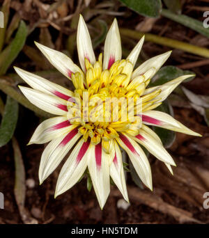 Unusual double gazania flower with red and cream striped petals on dark brown background Stock Photo