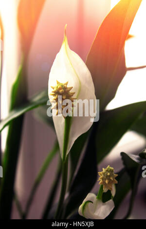 White flower lily spathiphyllum houseplant in green leaves. Soft light of the sun. Stock Photo
