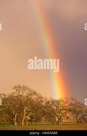 In the flats and marsh area of California a rainbow appears behind stark trees Stock Photo