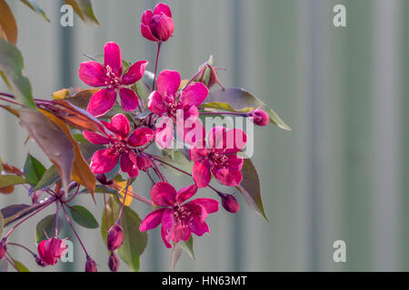 Blossoming branches of an Niedzwetzky's apple or Malus niedzwetskyana Stock Photo