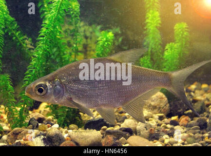 freshwater fish in their natural habitat, the photo with the addition of tonal colors Stock Photo