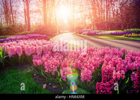 Flower flowerbeds in the park. Stock Photo