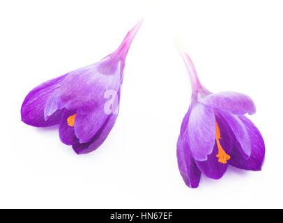 Spring flowers purple crocuses isolated on a white background Stock Photo
