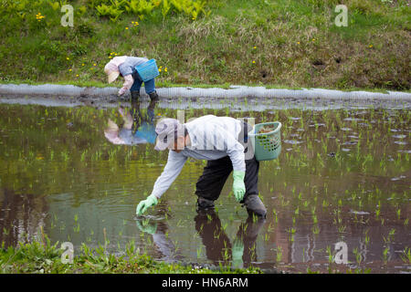 HAKUBA, JAPAN - May 17 : People planting rice seedlings in a flooded paddy field near Lake Aoki, Hakuba on 17th May 2012. It is unusual to see rice pl Stock Photo