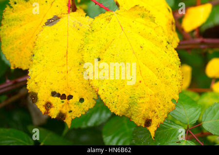 Blackberry leaves, Willamette Mission State Park, Marion County, Oregon Stock Photo