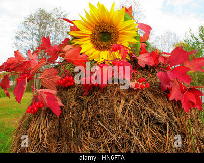 Autumn Still Life with sunflower, berries and red leaves on a haystack Stock Photo