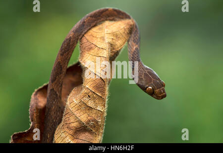 Blunthead tree snake (Imantodes cenchoa) on dry plant, Amazon rainforest, Canande River Nature Reserve, Choco forest, Ecuador Stock Photo