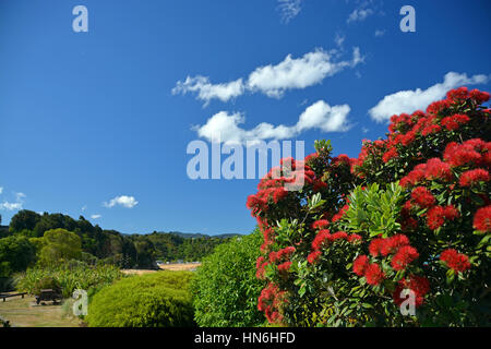 Pohutukawas, the national flower of New Zealand, in full bloom at Little  Kaiteriteri beach with copy space. Stock Photo