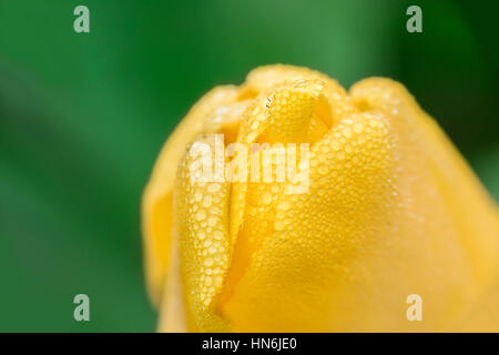 Macro closeup of closed yellow tulip in the spring with a focus on the clear dew drops. Stock Photo