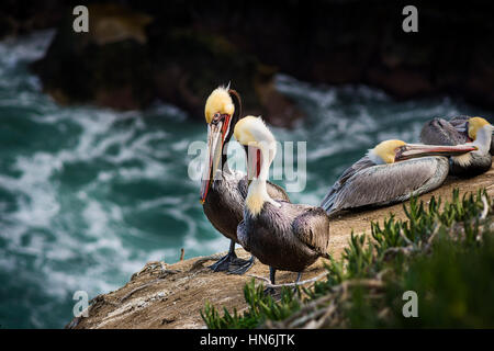 Four colorful brown pelicans with yellow heads resting on a rocky cliff in San Diego, California above the blue ocean in La Jolla cove Stock Photo
