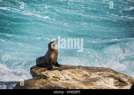 Single arched and wet sea lion sun bathing on a cliff with crashing waves in the background  in La Jolla cove, San Diego, California Stock Photo