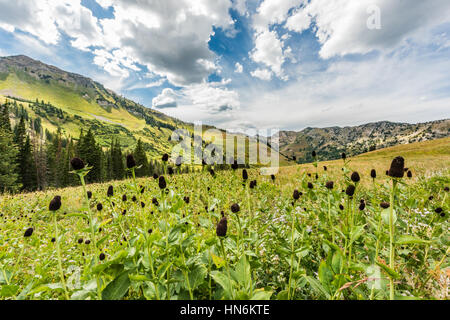 Bloomed out daisy wildflowers in alpine mountains at Albion Basin by Salt Lake City, Utah Stock Photo