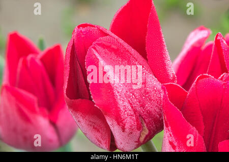Three red tulips with morning dew water droplets from the cold Stock Photo