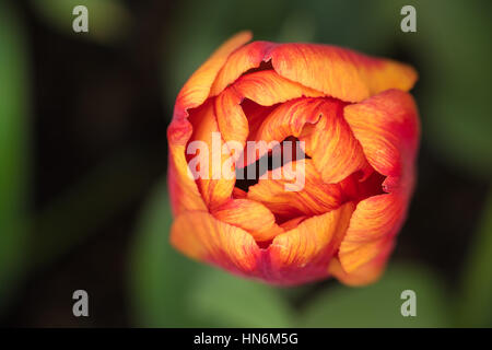 Red and orange tulip viewed from above against green background Stock Photo