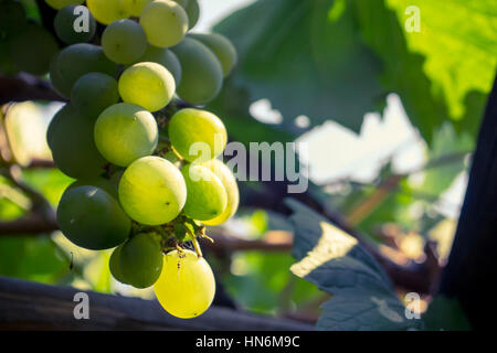 Closeup of a bunch of green grapes Stock Photo