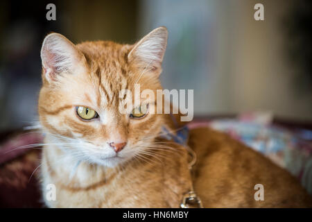 Closeup Orange tabby male cat with green eyes and leash staring and sitting on mauve chair Stock Photo