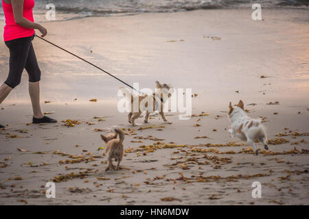 Three small terrier dogs running and playing with person walking on beach with seaweed Stock Photo