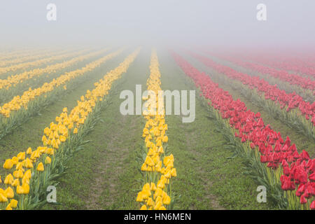 Rows of yellow and red tulips in field with foggy misty morning during overcast weather and wet muddy dirt Stock Photo
