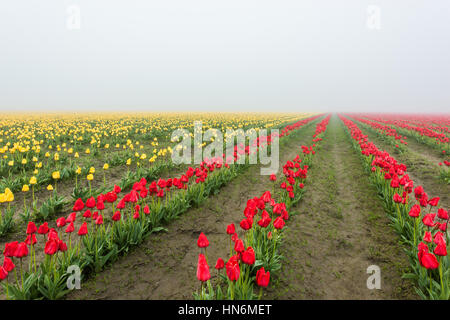 Rows of yellow and red tulips in field with foggy misty morning during overcast weather and wet muddy dirt Stock Photo