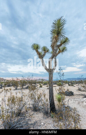 Joshua Tree Yucca in sand in national park in California against blue sky Stock Photo