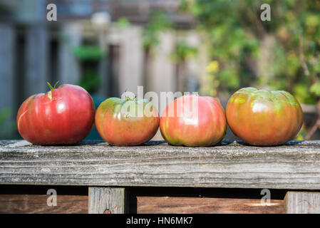 Four large heirloom tomatoes in a row on wood railing fence in garden Stock Photo