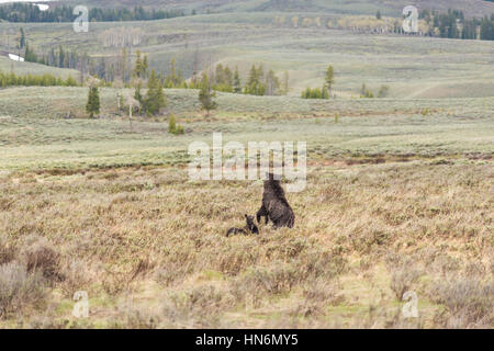 Mother grizzly bear standing up on back hind legs with two cubs in prairie in Yellowstone National Park Stock Photo