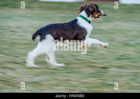 Panning of cocker spaniel running in mid air with stick on grass Stock Photo