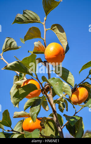 Orange persimmons hanging on tree isolated against blue sky with green leaves