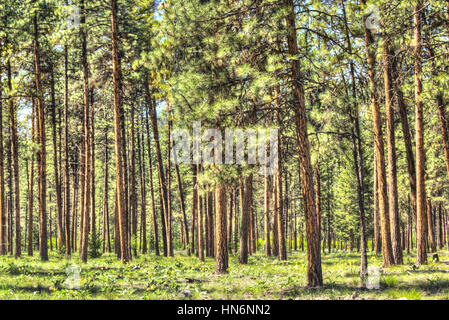 Vertical view of flat dense red pine forest with thin tree trunks Stock Photo