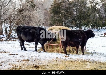 Two black cows eating from hay roll during winter snow Stock Photo