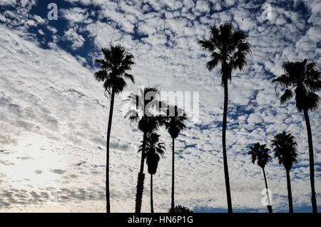 Tall palm trees against beautiful sky with Cirrocumulus clouds and sun Stock Photo