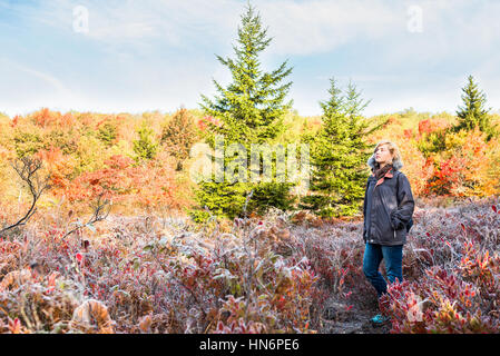 Young woman walking through frost iced trail path of blueberry bushes illuminated by morning sunlight at Dolly Sods, West Virginia Stock Photo