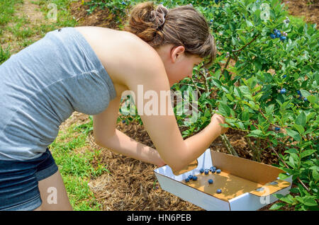 Young woman picking blueberries from bush into a box during the summer at farm Stock Photo