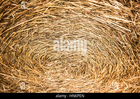 Closeup of golden hay roll circular haystack showing straw texture Stock Photo