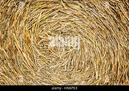 Closeup of golden hay roll circular haystack showing straw texture Stock Photo