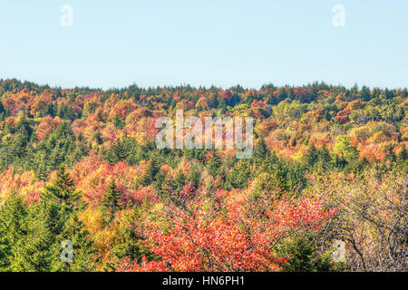 An autumnal old-growth taiga forest with colorful forest floor during fall  foliage in Northern Finland near Salla Stock Photo - Alamy