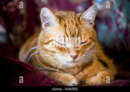 Closeup of sleepy Orange tabby male cat lying down Stock Photo - Alamy