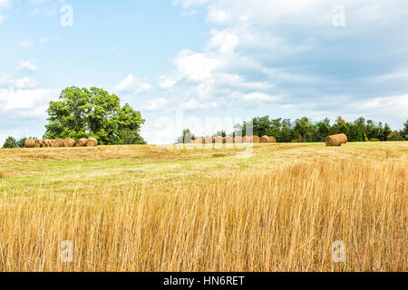 Hay roll bales on countryside field with tall dry grass Stock Photo