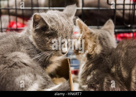 Two kittens sleeping close in a cage