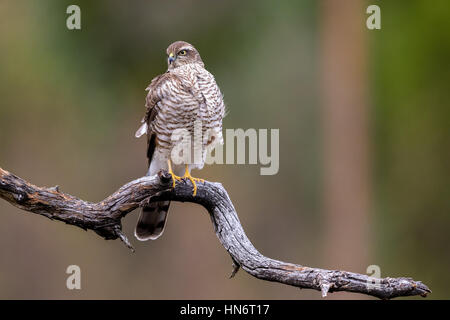 Sparrow Hawk sitting on curved branch Copy space Stock Photo