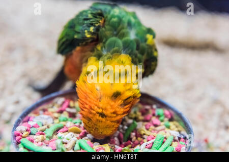 Sun fancy conure colorful parrot from the side with green feathers in ...